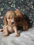 Suczka Cocker Spaniel Angielski