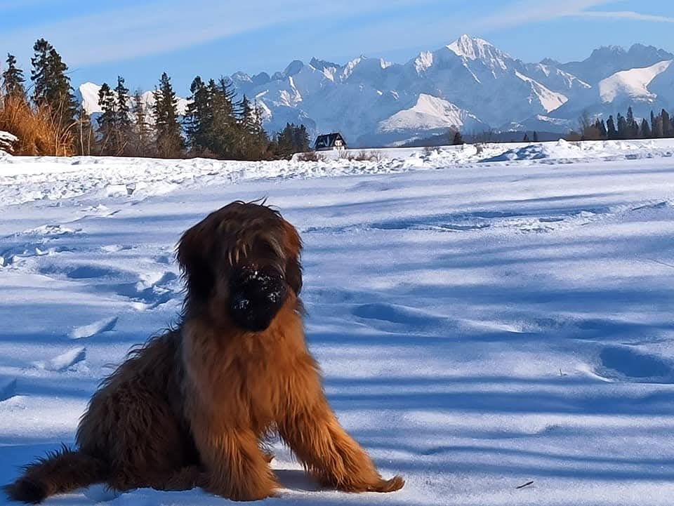 Owczarek francuski Briard FCII