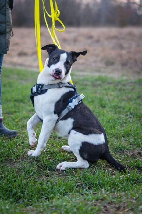Zara szuka domku Schronisko Nadzieja Napierki