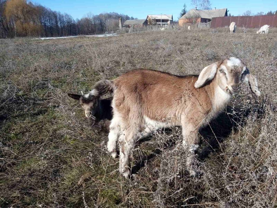 Козлята старше месяца