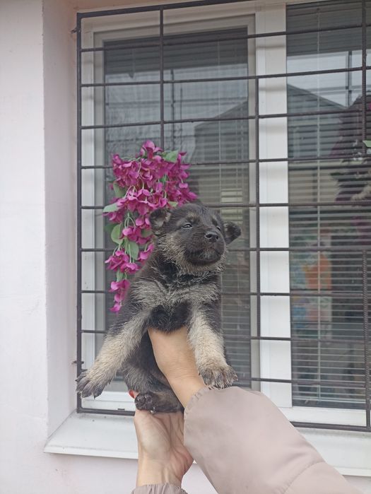 Продам щенков ВЕО