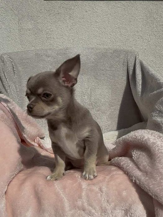 Chihuahua piękny piesek lilac tan z białymi znaczeniami