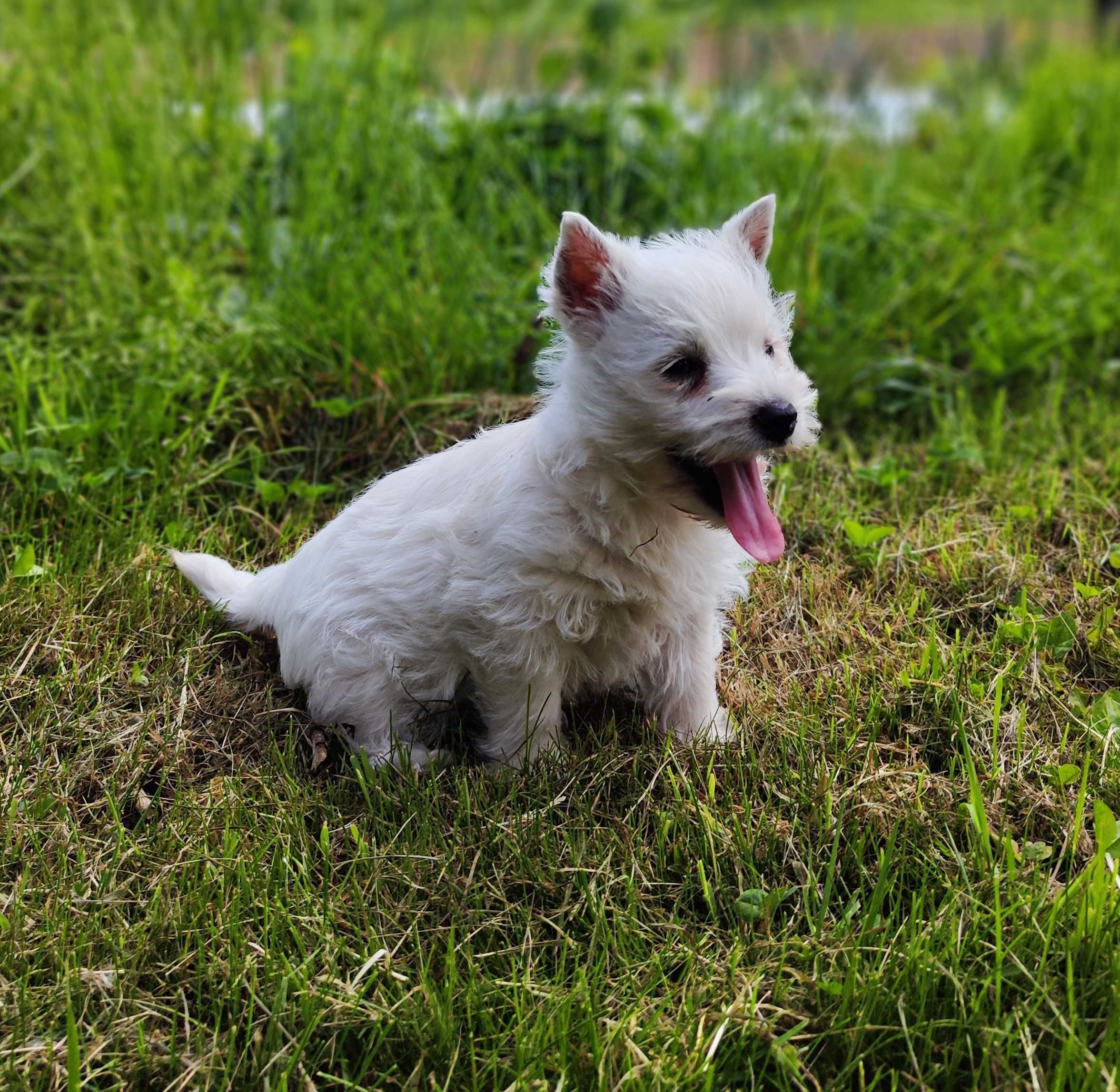 West highland white terrier - suczka