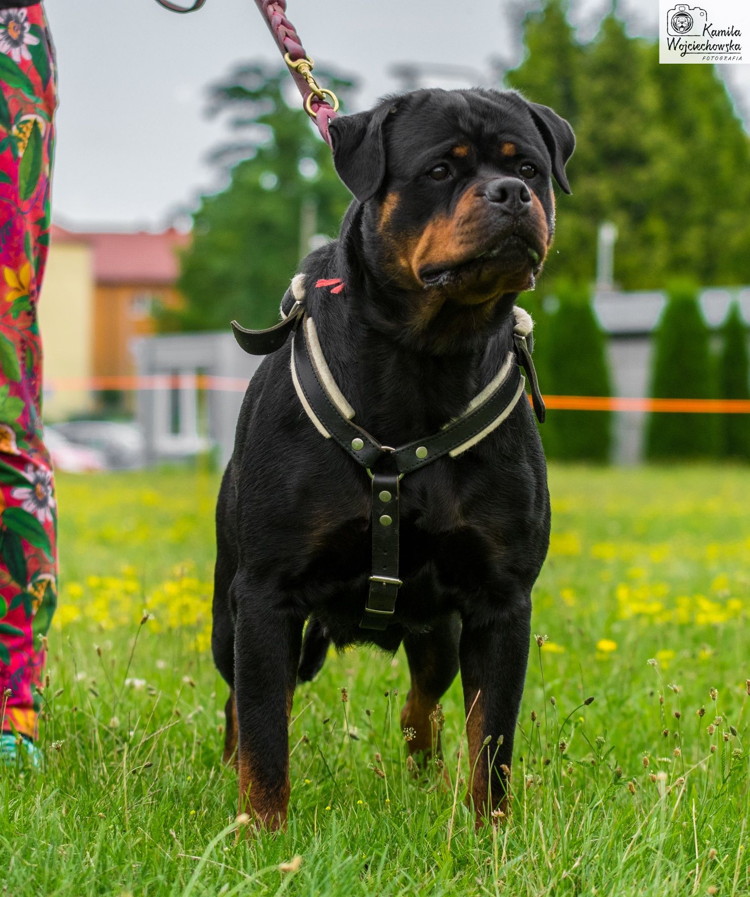 Rottweiler ZKwP SAMIEC