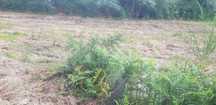 Terreno/6000m2/ Parte dele com licença de construção