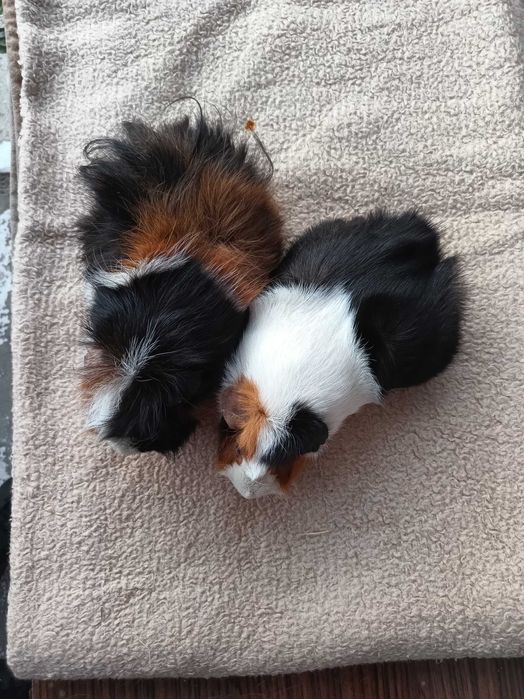 Świnki morskie szukają nowego domku