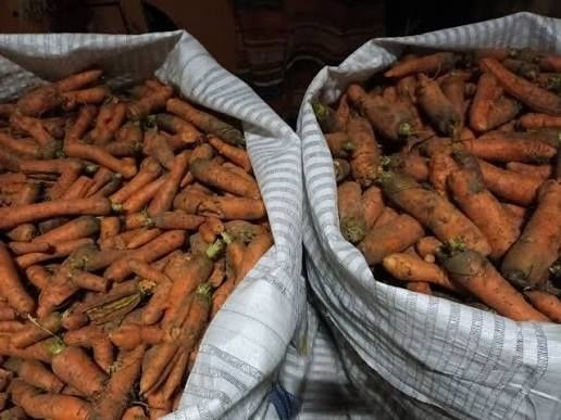 Marchew prosto z pola