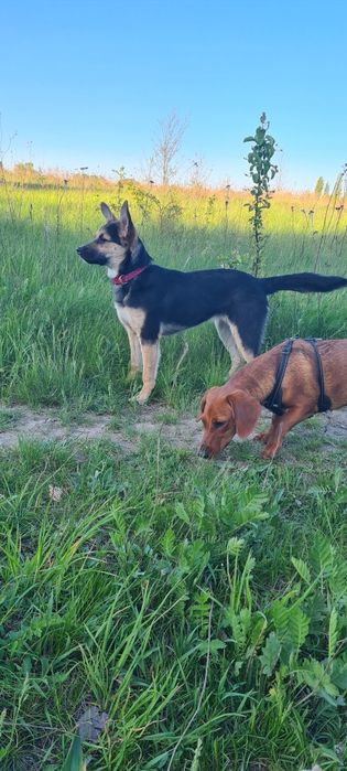 Щенки ищут семью..