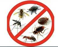 Дезинсекция или уничтожение комаров, клещей и прочих насекомых