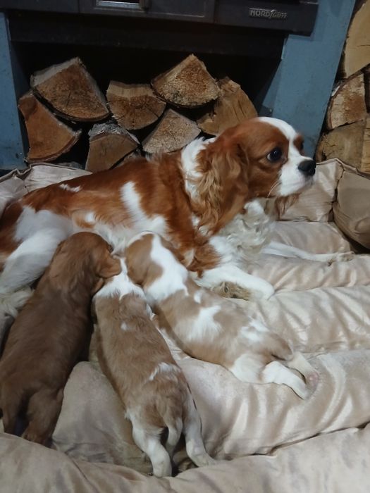 Cavalier suczka blenheim,ur15.09.25 rodowód czteropokoleniowy.Zaprasza