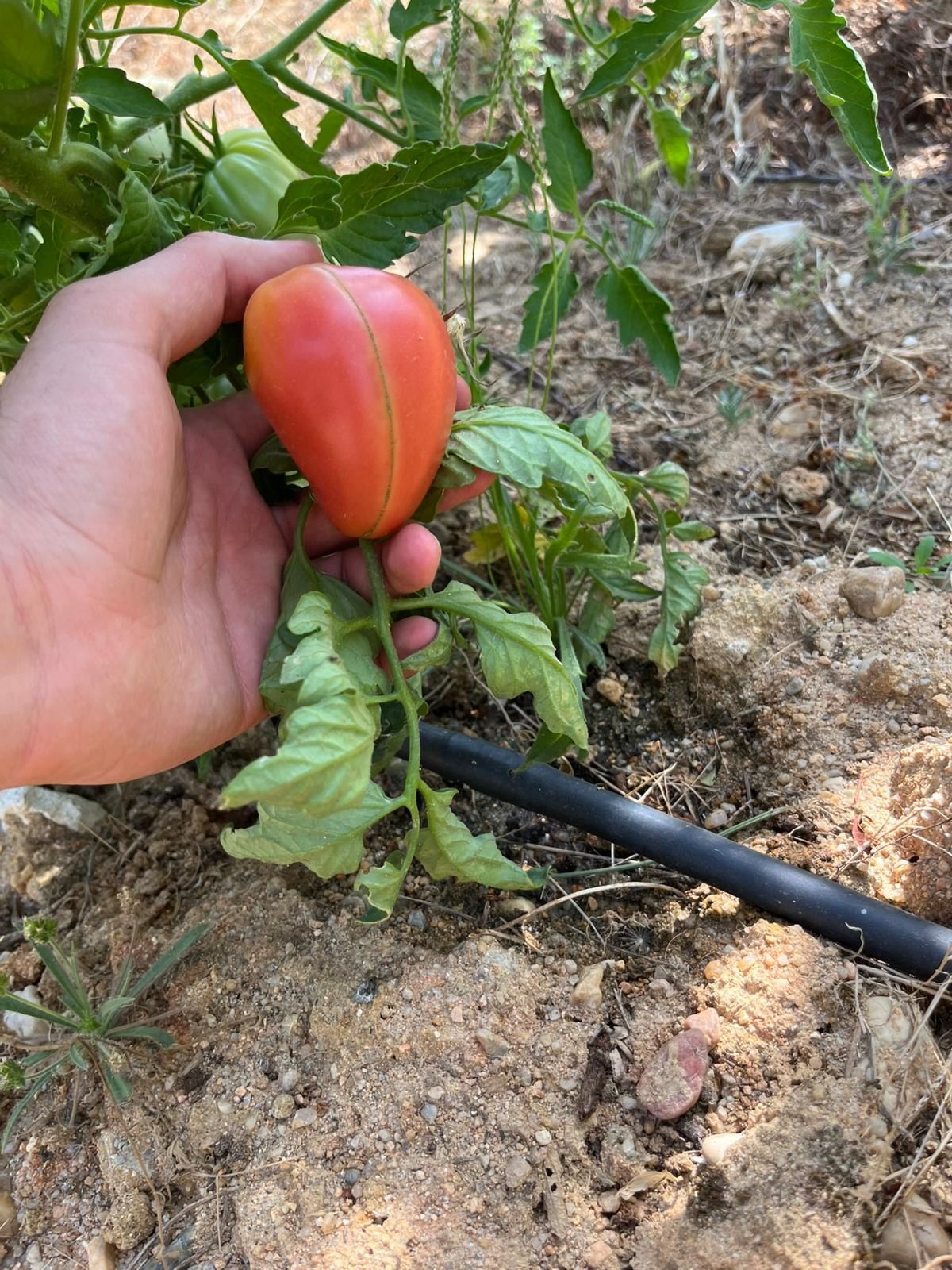 Tomate coração de boi