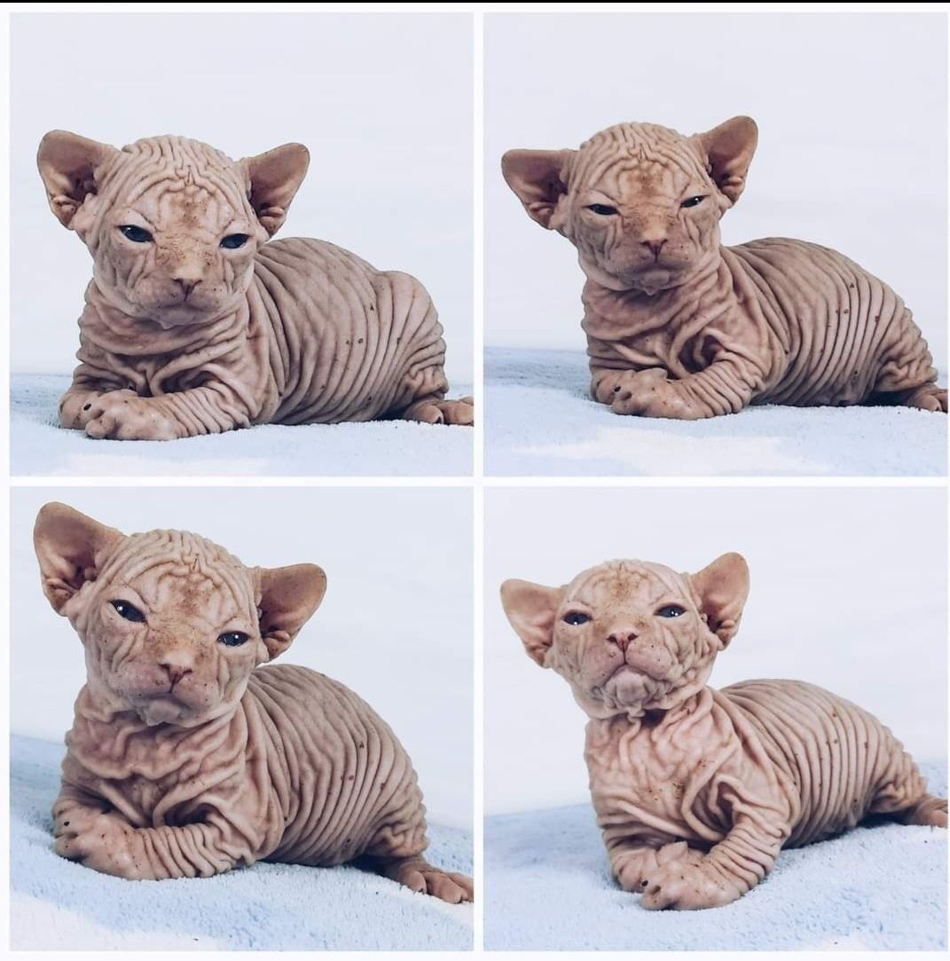 Gymni Gata*PL PLANUJEMY miot L sphynx sfinks