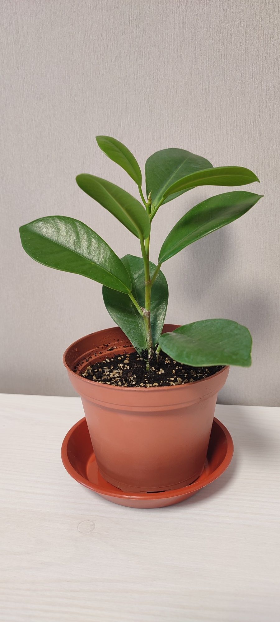 Фікус мікрокарпа Мокламе (Моклейм) (Ficus microcarpa Moclame)