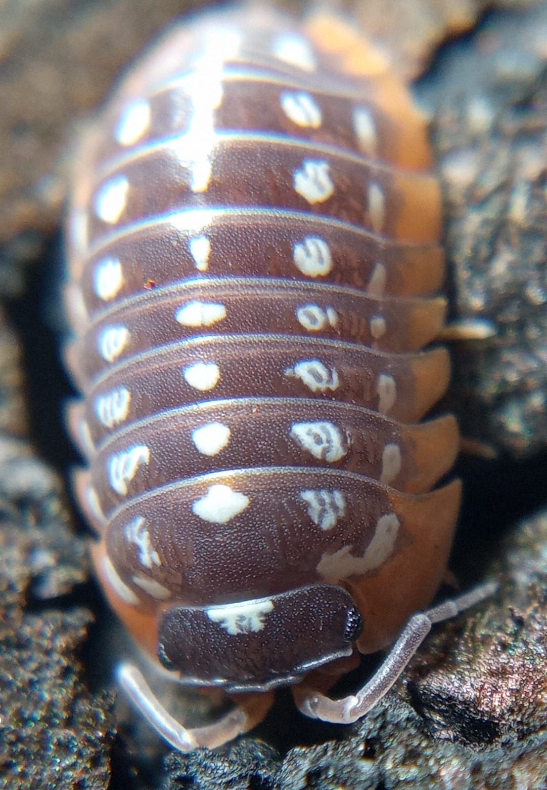 Armadillidium werneri 20os stonogi