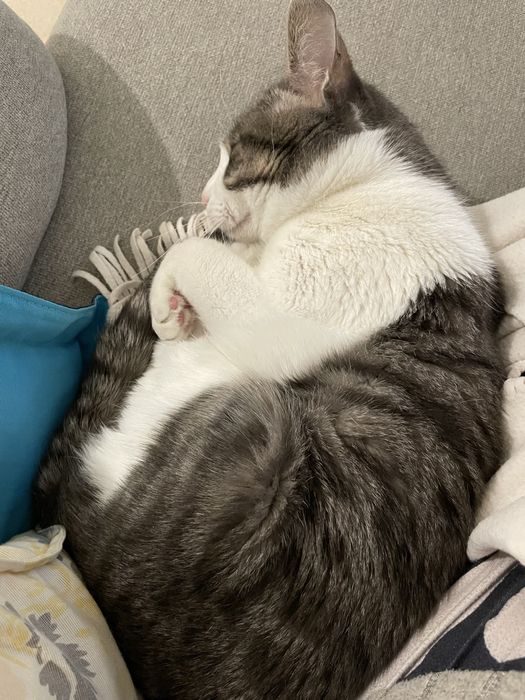 Adoção responsavel