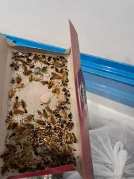ODKAŻANIE,DEZYNFEKCJA-Dezynsekcja-Deratyzacja Scorpions PLUSKWY,OSY