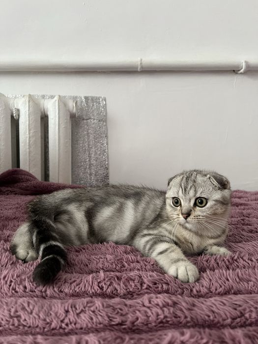 Пурпуровий котик Шотландської породи