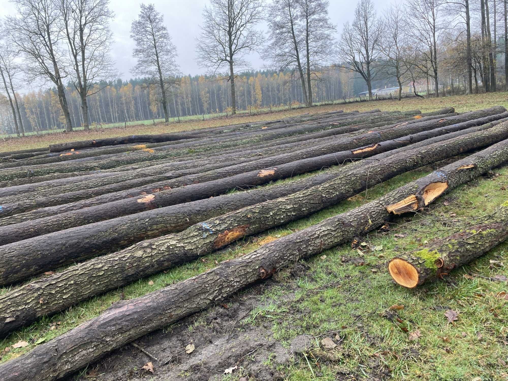 Skup, brzozy tartacznej - dłużycy, kłody papierówki  i inne