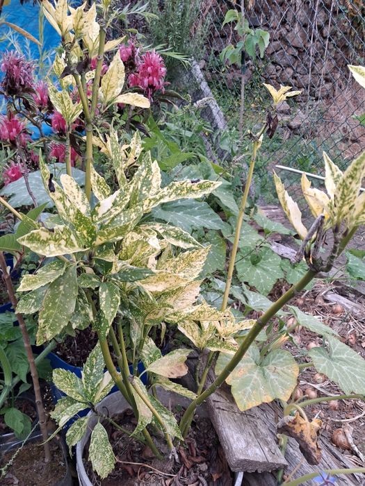 Louro-do-Japão (Aucuba japonica)