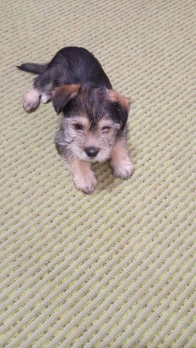 Віддам задарма цуценят від мами йоркширський терьер