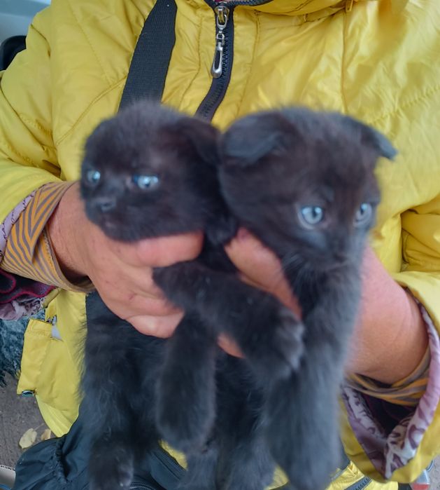 Кошенята вислоушки