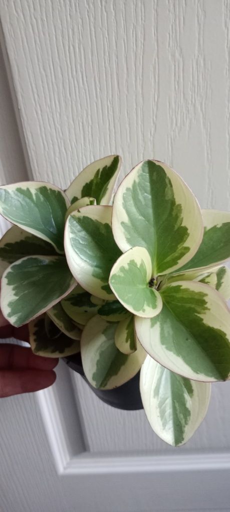 Trzykrotka Peperomia geranium fikus cisus