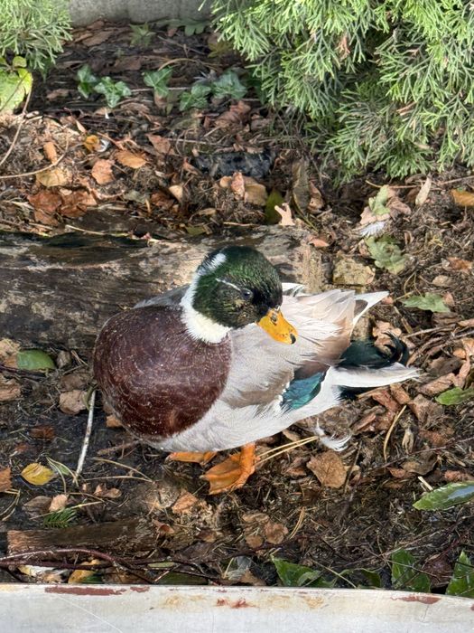 Callduck kaczka miniaturowa kaczorek