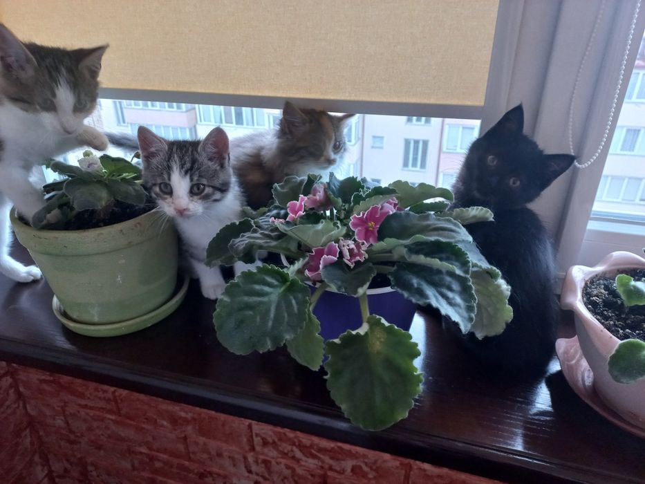 Подарую кошенят в добрі руки