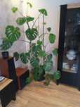 Kwiat Monstera-duża