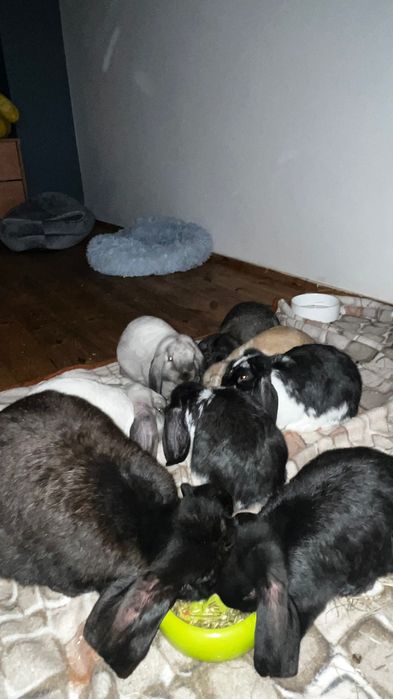 Królik rasy baranek francuski