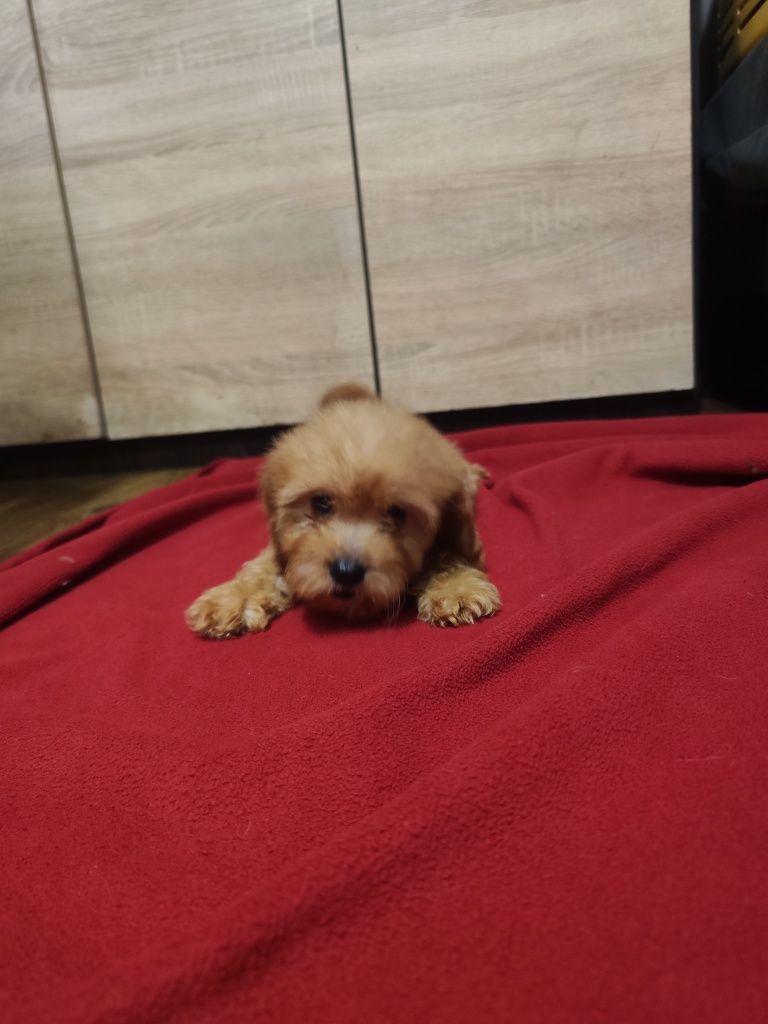 Cavapoo F1 śliczna dziewczynka