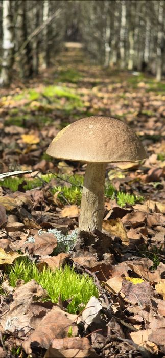 Świeże grzyby Prawdziwki i kozaki borowiki