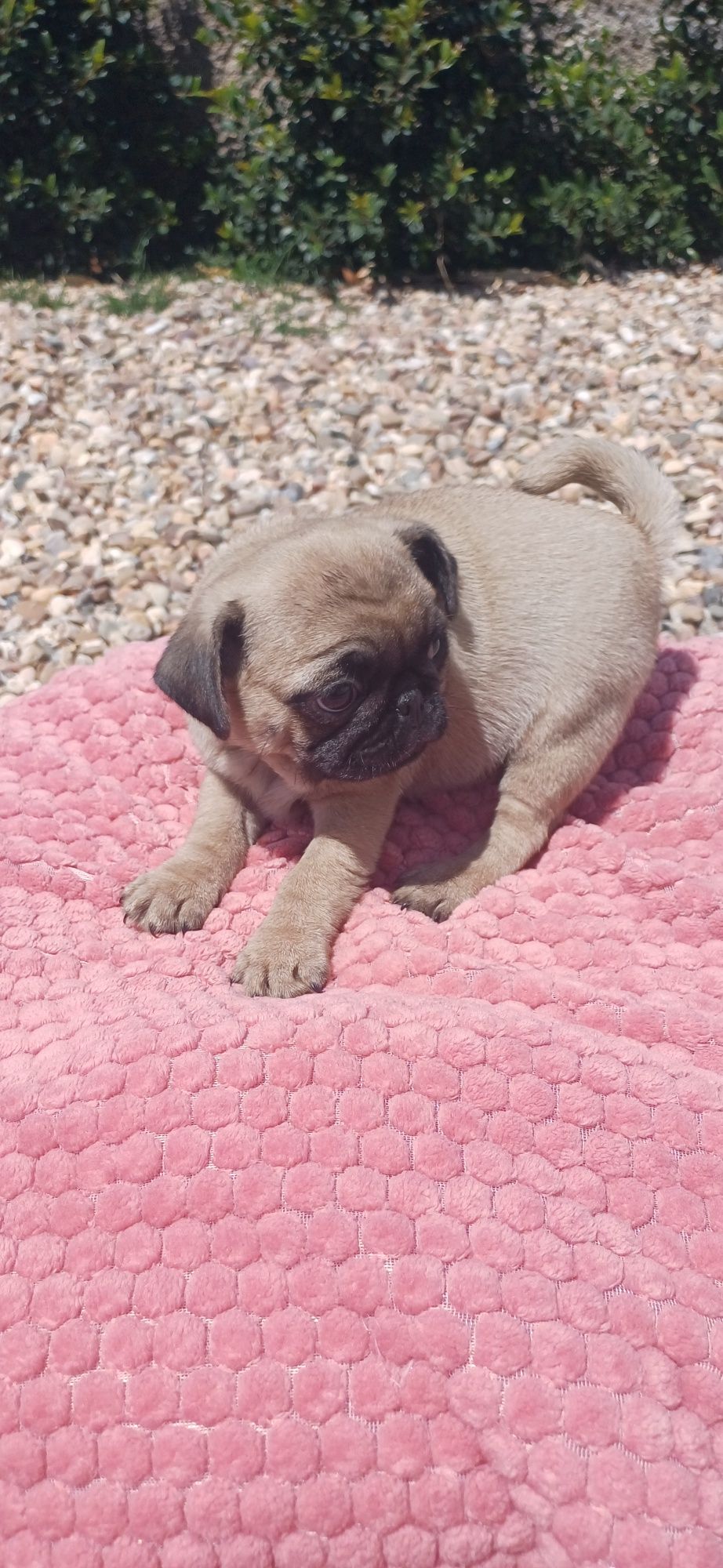Pug exelente linhagem