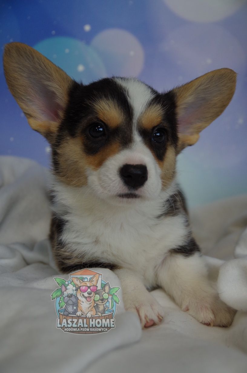 Welsh Corgi Cardigan suczka DO ODBIORU