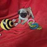 Pug Macho Lindíssimo Criadora Registada PT 3088 FL