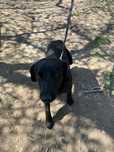 Onyx pilnie szuka domu