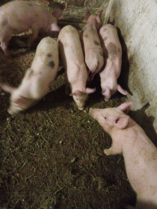Продам поросята петрен