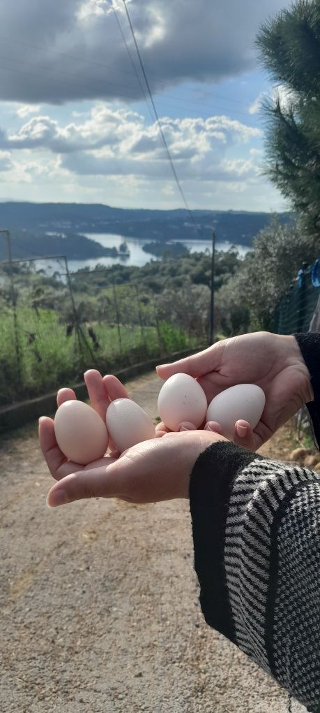 Ovos de Legorn Isabella