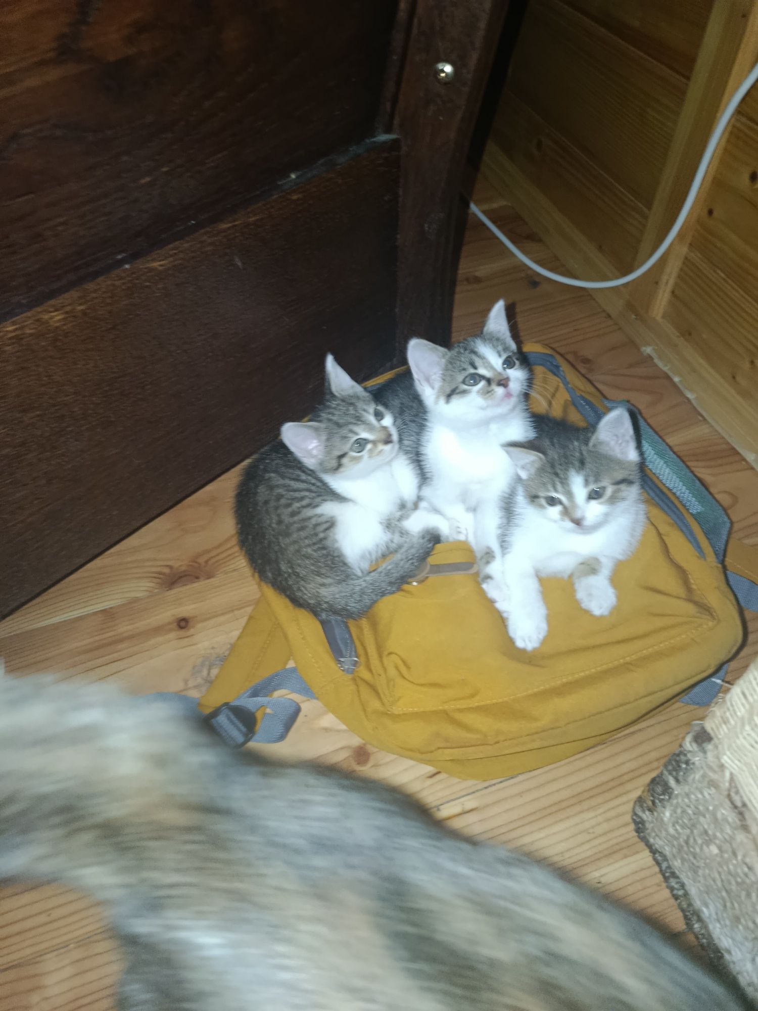 Oddam śliczne kotki w dobre ręce