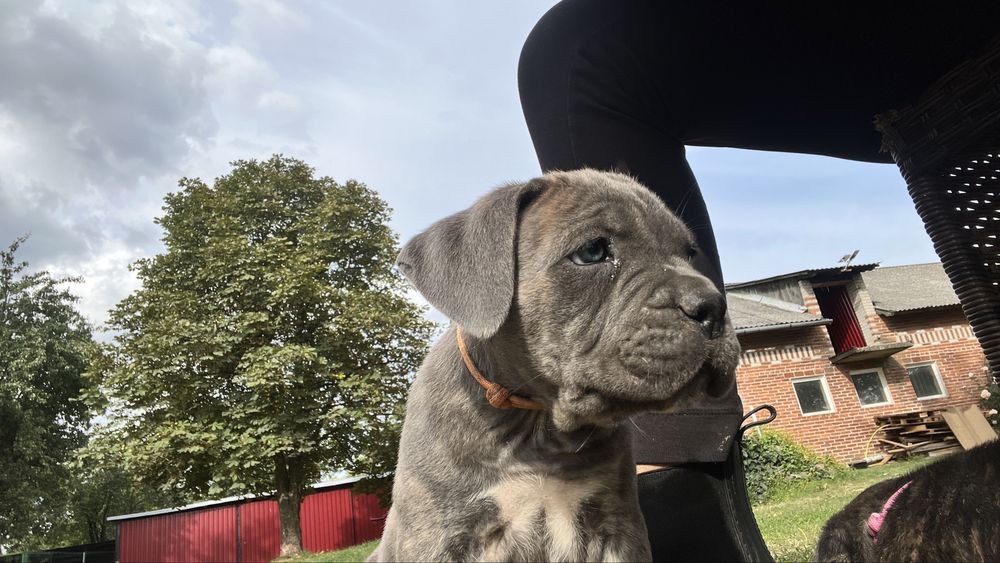 Cane corso italiano