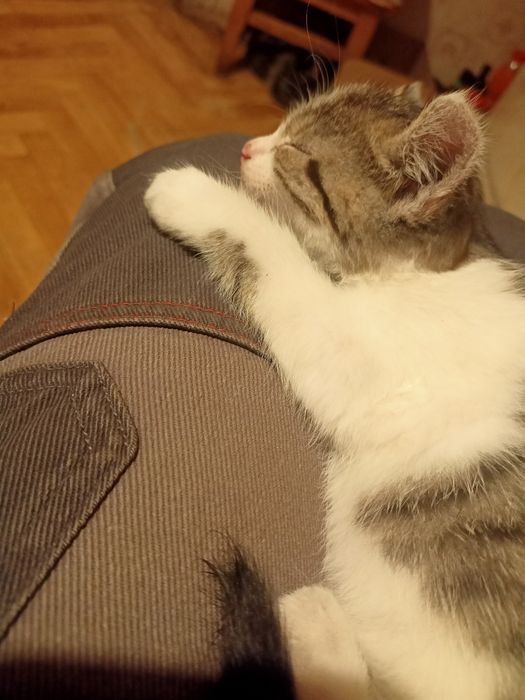 Oddam za darmo małe kotki