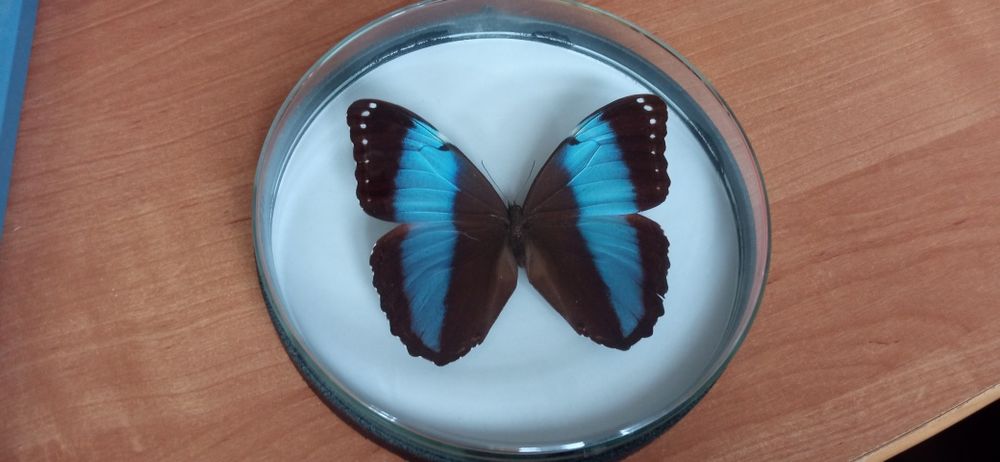 Motyl w ramce sprzedam