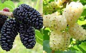 Саджанці шовковиці / Саженцы шелковицы / Штамбовая шелковица