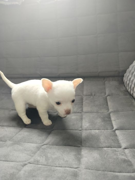 Sprzedam suczkę rasy chihuahua