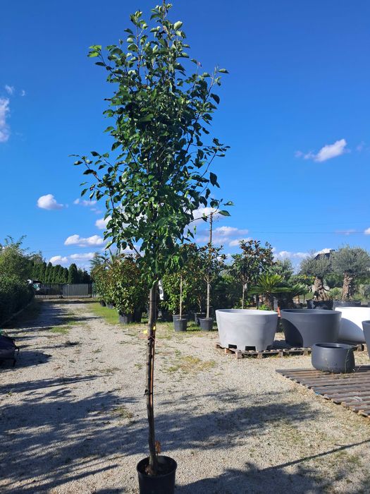 Grusza ozdobna Chanticleer kolumnowa ok 3m