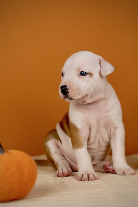 Розкішна дівчинка амстафф з офіційного розплідника