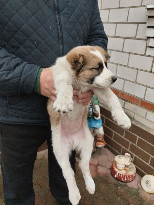 Продам цуценят Алабая