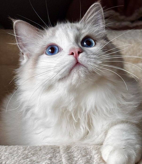 Ragdoll Kocurek hodowlano - wystawowy.