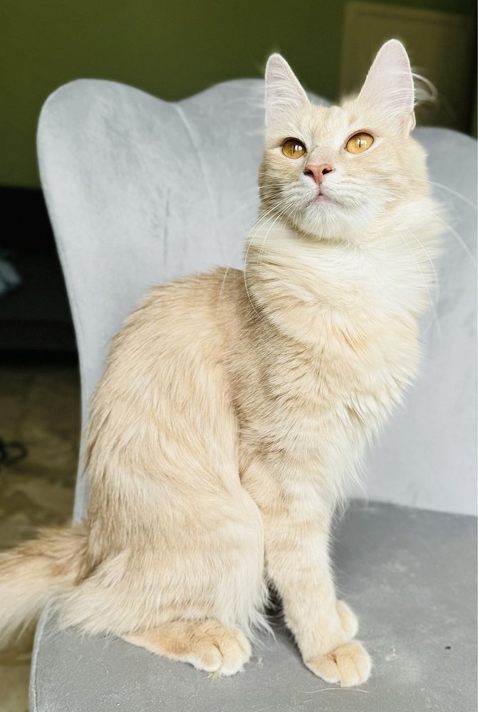 Angora Turecka, kotka rasowa