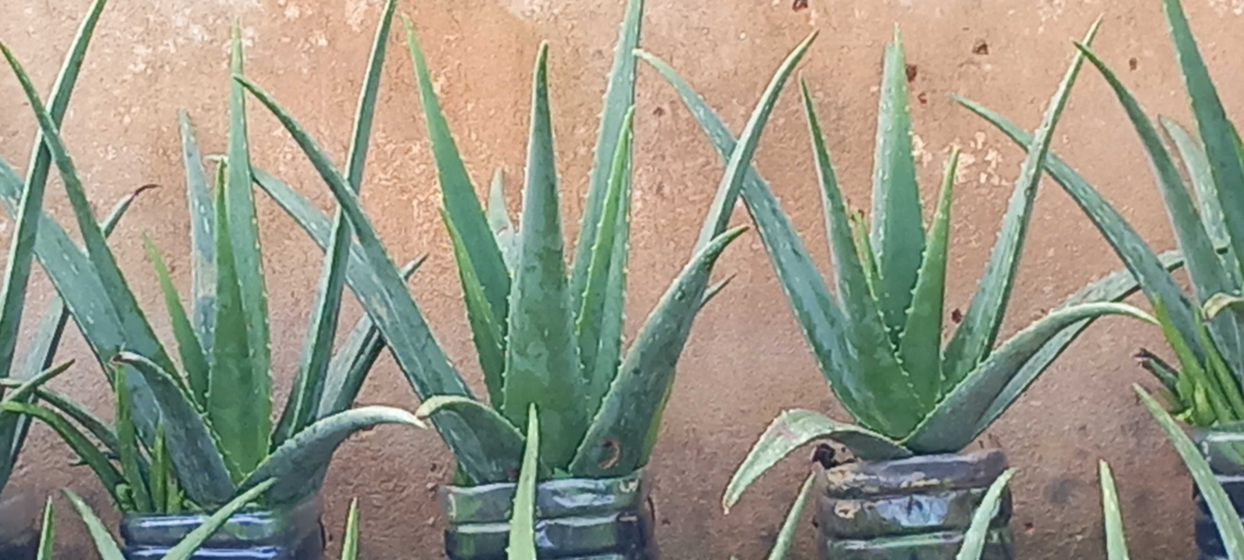 Aloe Vera (em vaso)